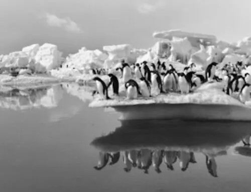 Penguins
