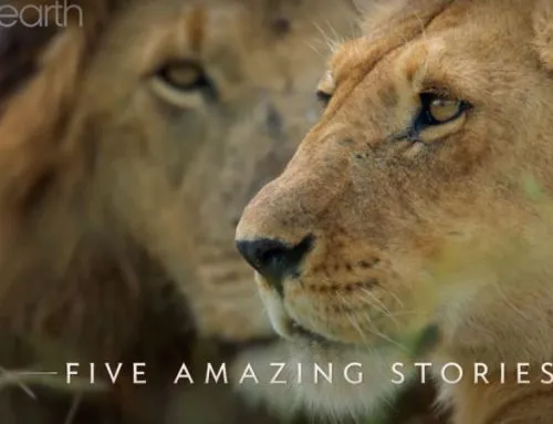 Dynasties, Lions. BBC.
