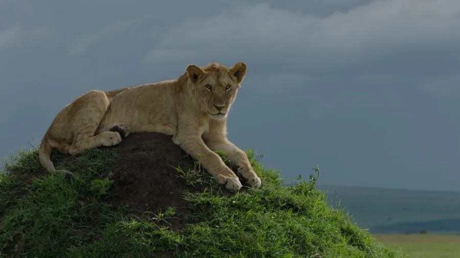 Alan, one of The Masai Mara's famous Marsh Pride