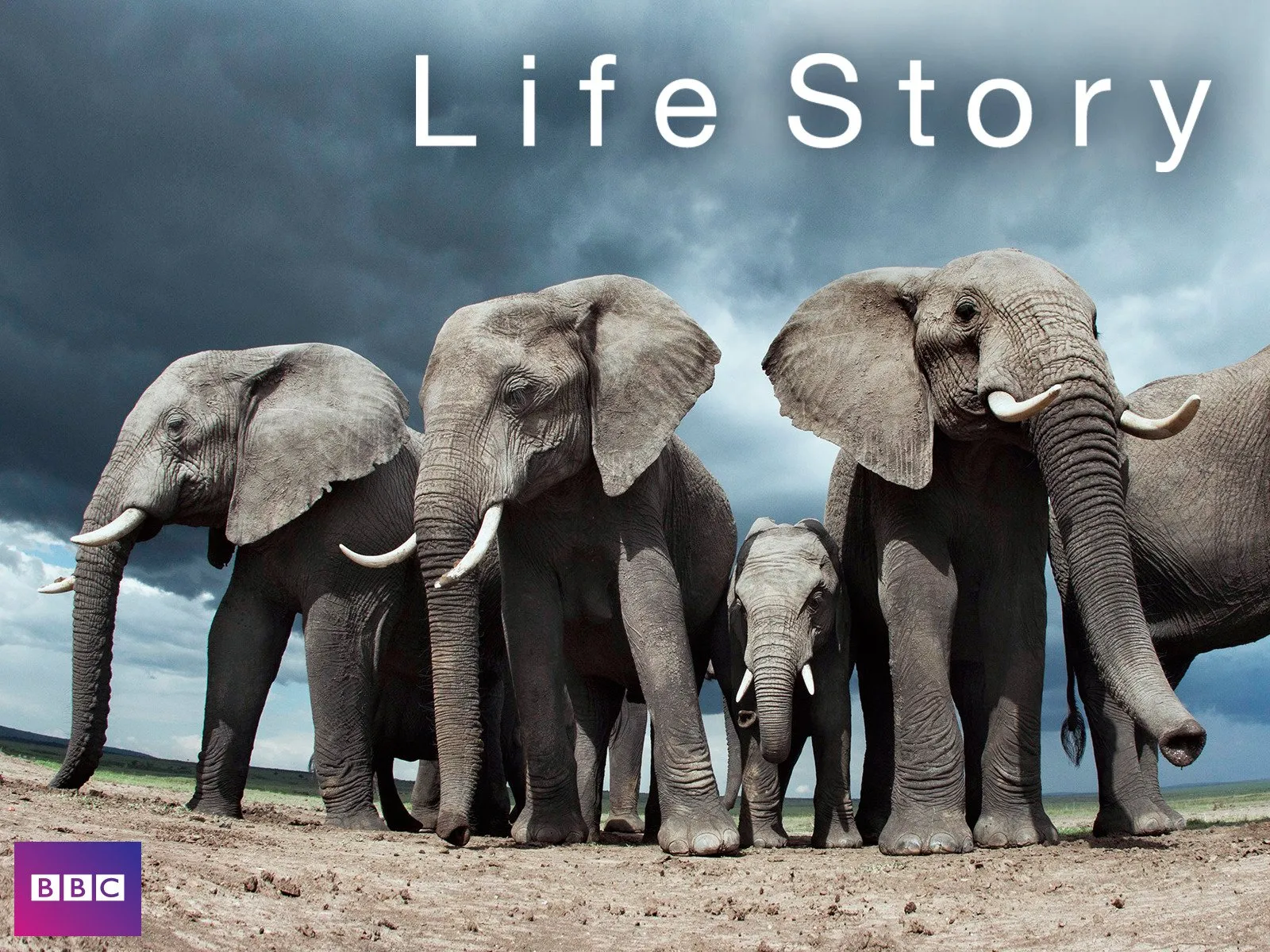 Life Story Promotional image for Life Story
