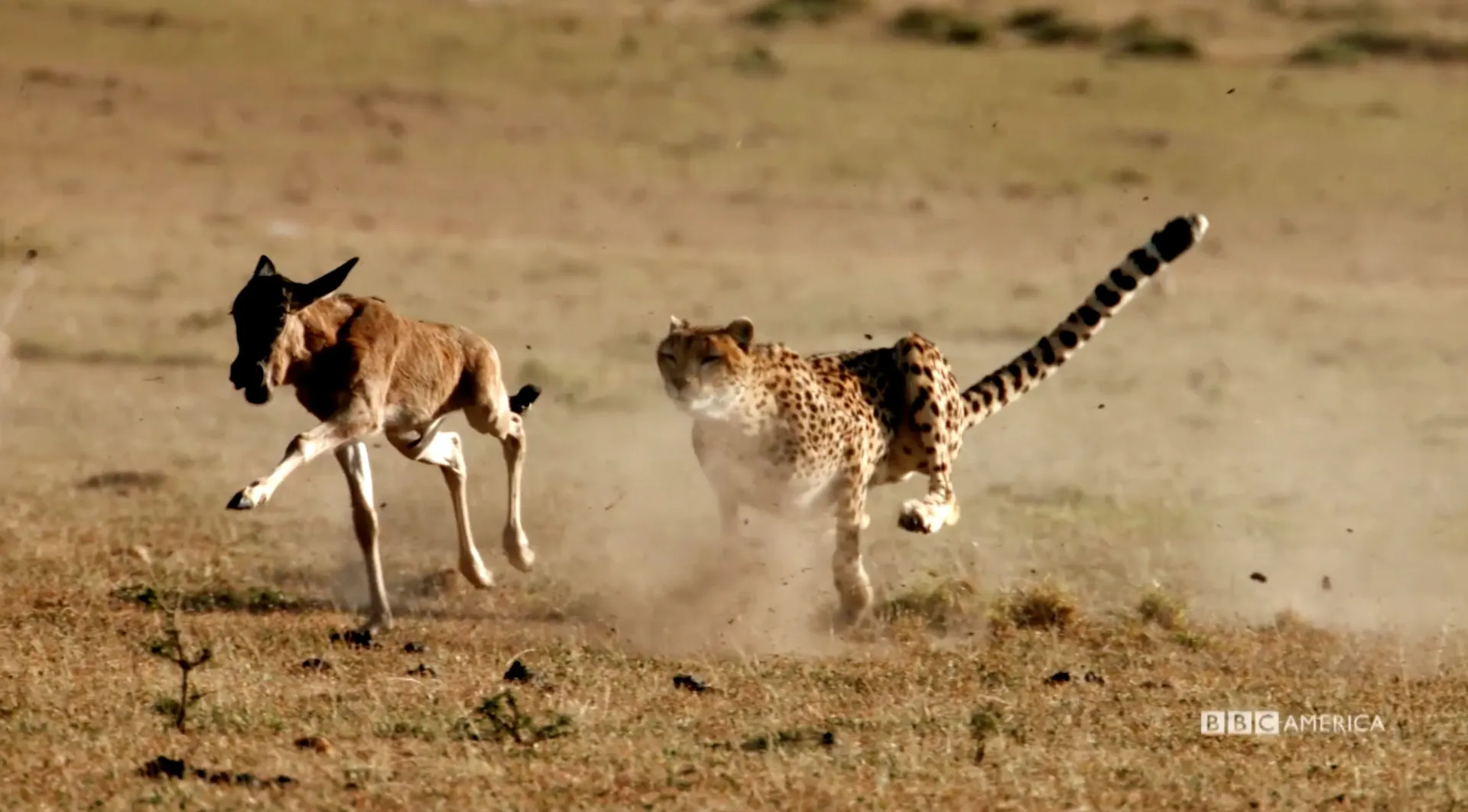Cheetah chasing prey, wildlife cinematography