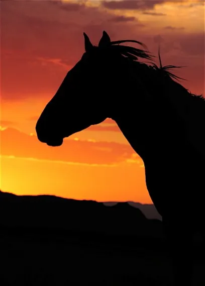 Wild Mustang Utah 2011