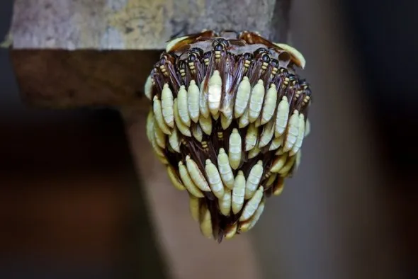 Wasp nest Corcovado National Park, Costa Rica