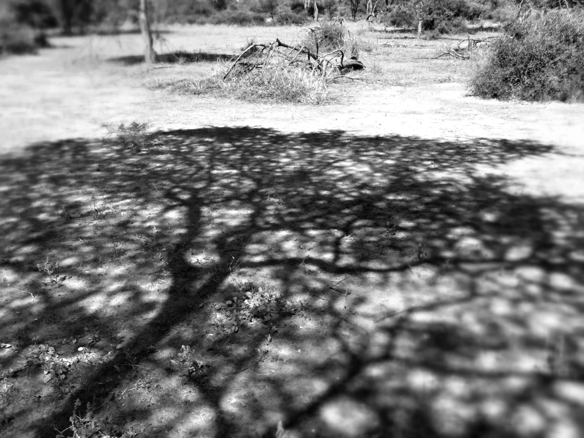Acacia Tortillis Acacia tortillis shadow
