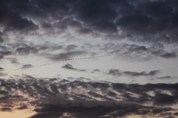 PinkFootedGeese_Norfolk_2011 Pink Footed Geese flying in skeins to their roost on the North Norfolk coast at sunset.