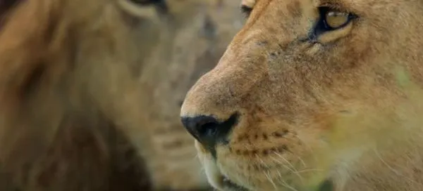 A lion roaring