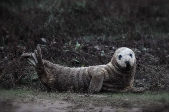 Grey seal pup lying on its side on the sand.