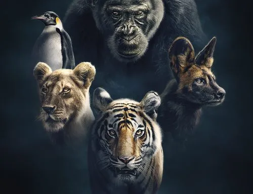Dynasty, Lions