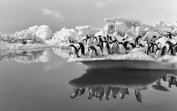A group of penguins walking