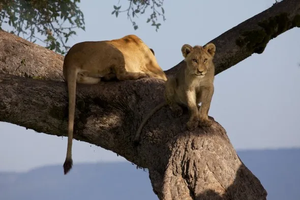 Nyota and Moja, two lions, up a fig tree