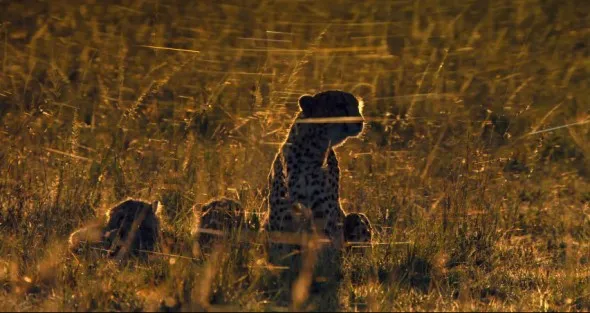 Sita the cheetah surrounded by shimmering cobwebs at dawn in The Mara