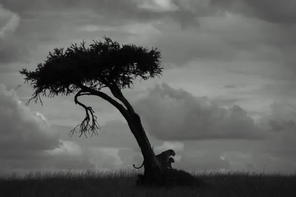 Moja Nyota sunset tree Mara 2012 Rhino ridge favourite tree, Masai Mara Kenya