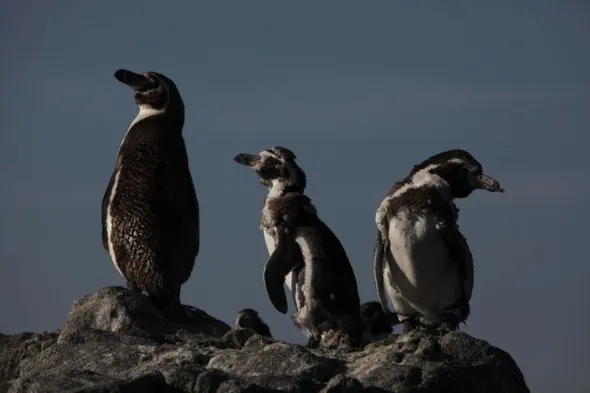 Humboldt penguins mid moult
