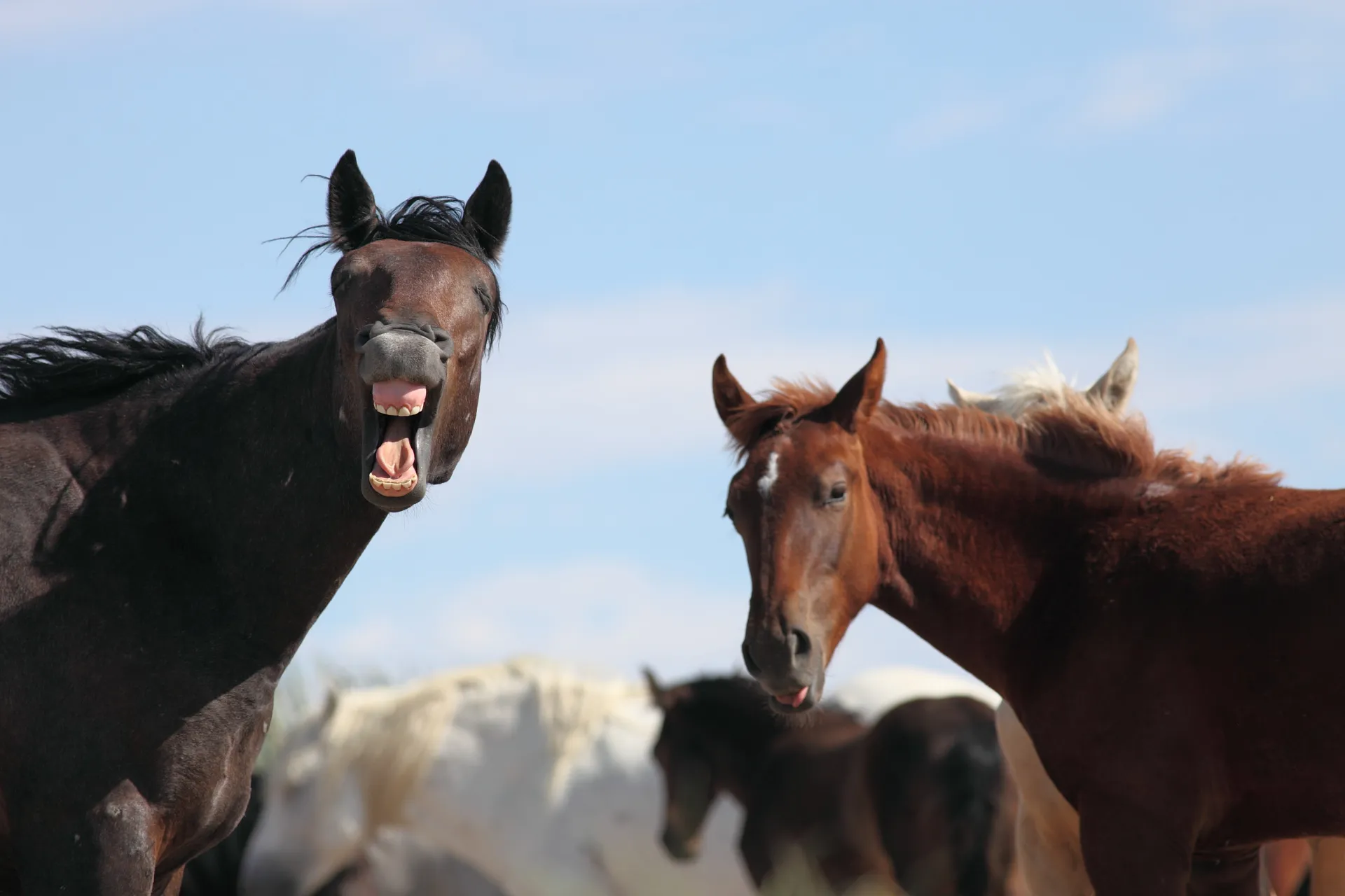 Wild Mustang, Utah 2011