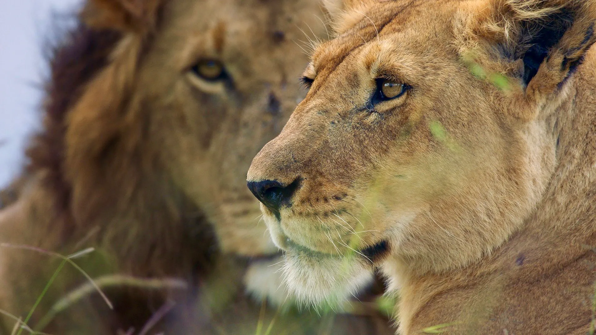 Sophie Darlington wildlife cinematography