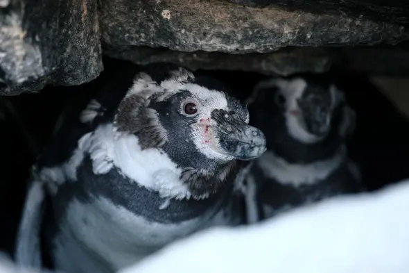 Humboldt penguins peering from under a rock